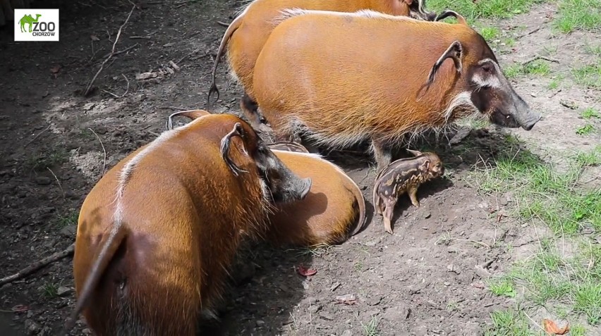 W chorzowskim zoo urodziły się cztery świnie rzeczne....