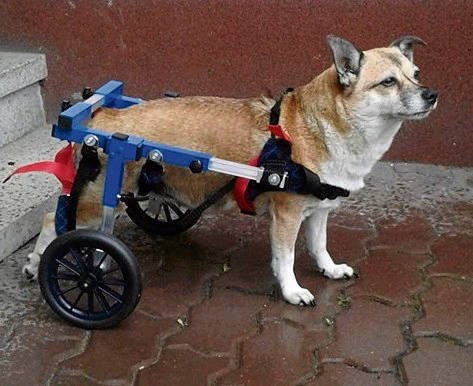 Suczka Zuzia dostała profesjonalny wózek inwalidzki dla psów