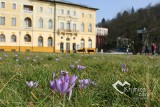 W Krynicy-Zdroju zakwitła słynna polana krokusowa. Kolorowe, wiosenne kwiaty można podziwiać na deptaku czyli w sercu uzdrowiska 
