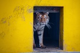 Tygrys uratowany przez poznańskie zoo umiera. "Staruszek Gogh gaśnie powoli"
