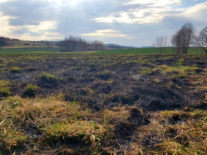 Już przeszło 300 razy strażacy na Podkarpaciu wyjeżdżali w marcu do pożarów traw na łąkach, polach, nieużytkach! [WIDEO]