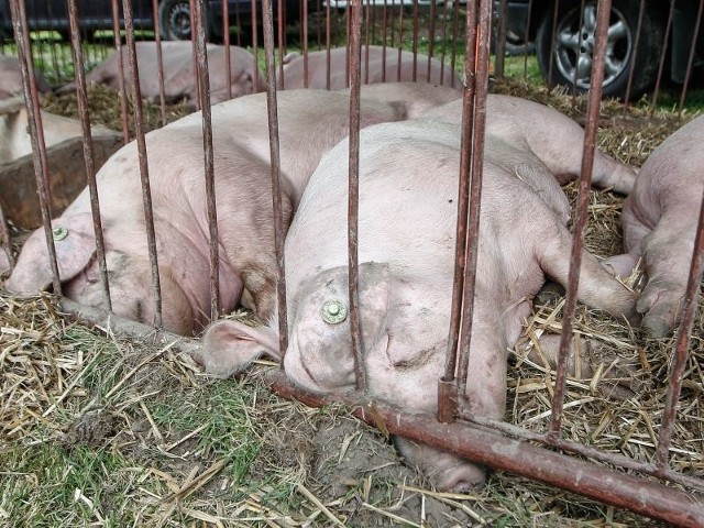 Ceny skupu produktów rolnych na Podkarpaciu były niższeWskaźnik opłacalności tuczu trzody chlewnej był w woj podkarpackim wyższy od notowanego rok temu.