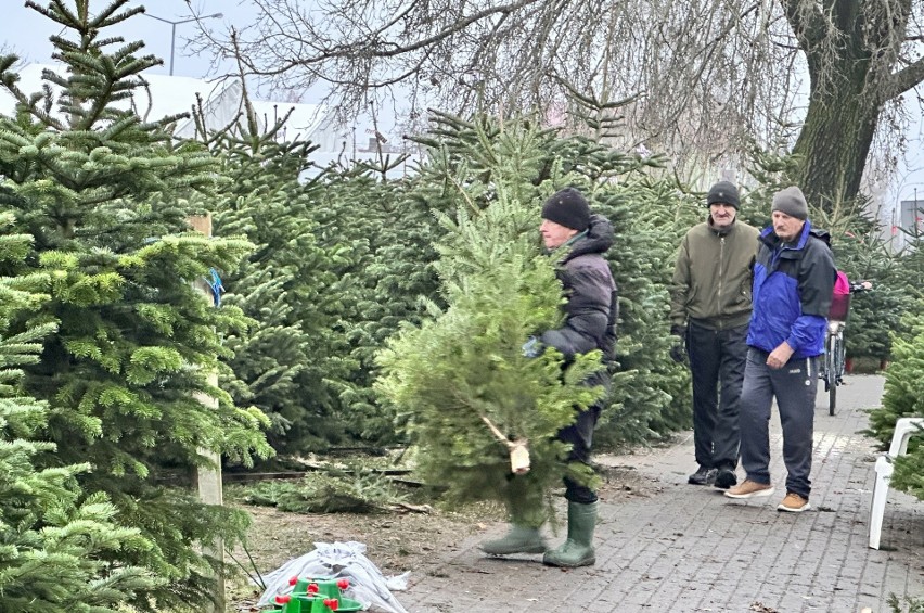 Tarnobrzeg: Choinkowe żniwa dla sprzedawców, ostatnie dni na zakup świątecznego drzewka. Ile kosztuje żywa choinka? Zdjęcia, wideo 
