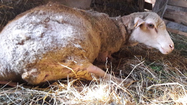 W wyniku ataku psów na stado owiec dwie z nich zdechły, a jedna (na zdjęciu) do dziś nie jest w stanie stanąć na nogi