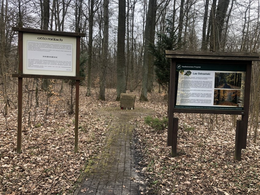 Las Odrzańskiej w Zielonej Górze Krępie - marzec 2023 rok.