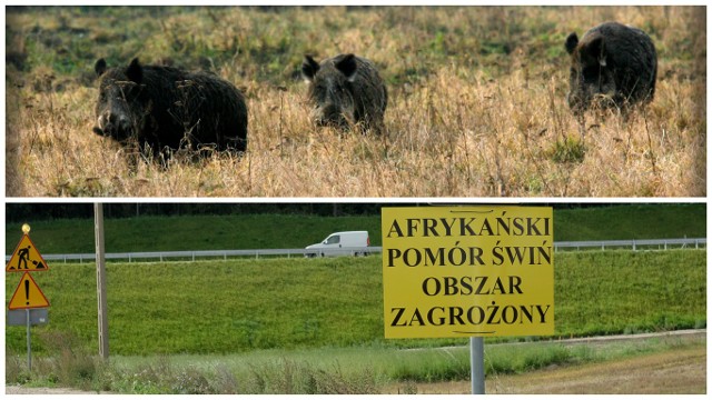 W woj. podlaskim odstrzał sanitarny dzików jest zrealizowany w 71 proc. W woj. podlaskim odstrzał sanitarny dzików przebiega bez opóźnień