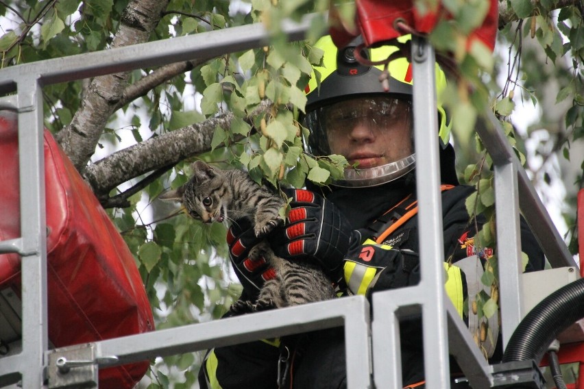 Strażacy z Krotoszyna zostali wezwani do ściągnięcia kota z...