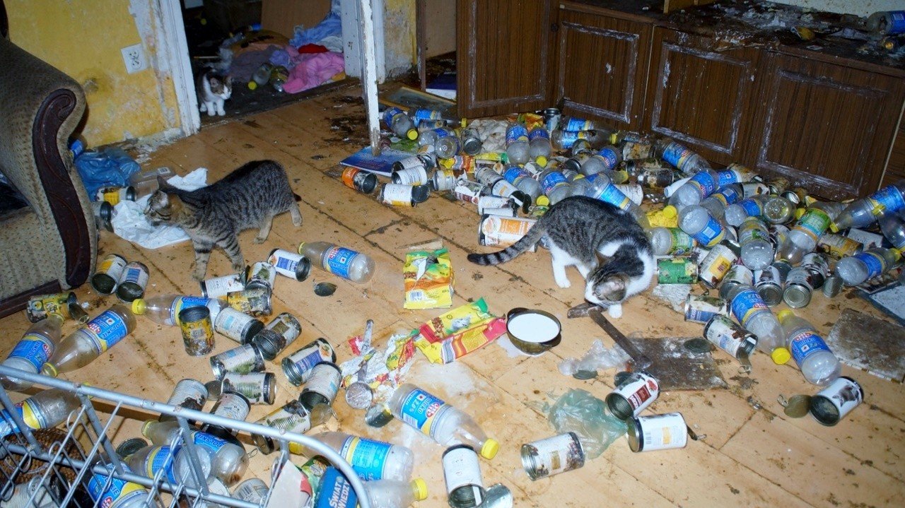 Okropny smród, bałagan i odchody kotów w mieszkaniu socjalnym przy ul.  Sierpinka [zdjęcia, wideo] | Głos Pomorza