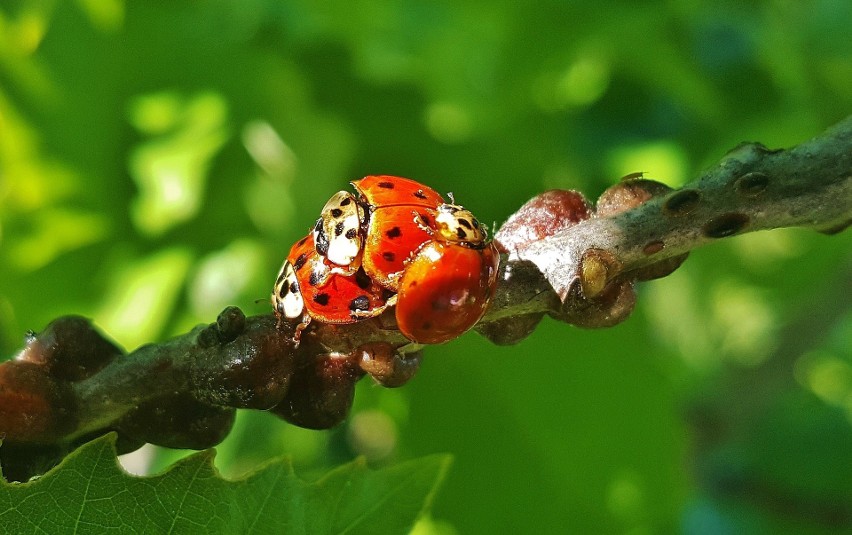 Biedronki azjatyckie, lub też arlekiny (Harmonia axyridis),...