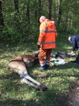 Łoś na drodze w Sosnowcu zablokował ruch. Akcja łapania łosia na trasie DK94 zakończyła się sukcesem