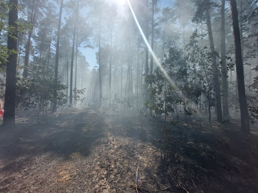 Groźny pożar lasu w gminie Pionki. W akcji dziesięć zastępów straży pożarnej i samoloty gaśnicze