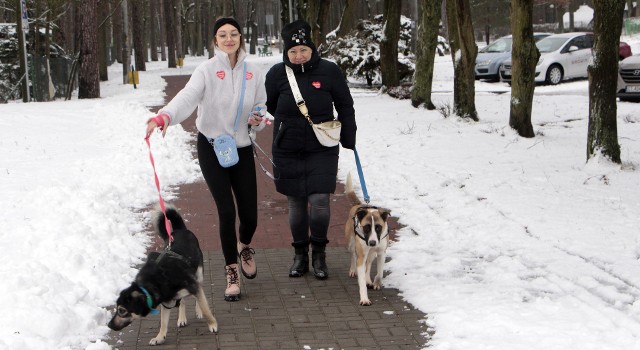 V Rudnicki Dogtrekking dla 31 finału WOŚP w Grudziądzu