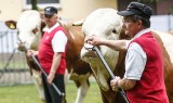 W Krasnem podziwiano buhaje rozpłodniki rasy simentalskiej