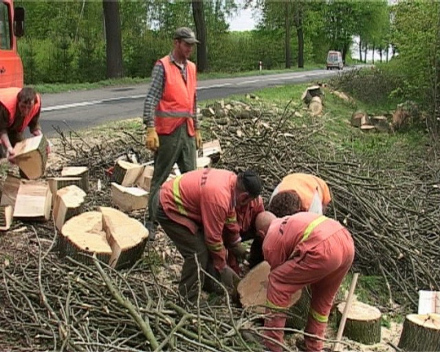 Pod topór drwali poszło sto klonów, buków, kasztanowców i lip. Wydaje się, że od śmierci następne może uratować tylko pachnica.