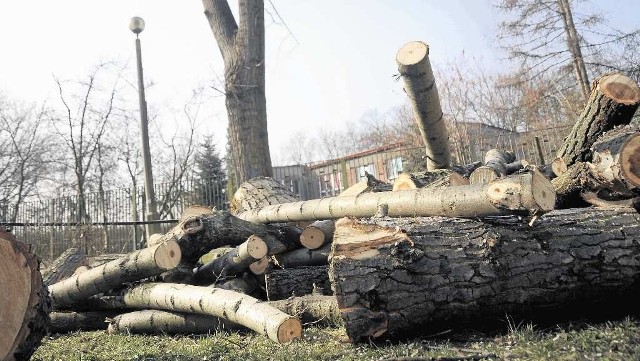 W Krakowie wycięto w tym roku ok. 14 tys. drzew. Mieszkańcy będą lepiej informowani o wycinkach.