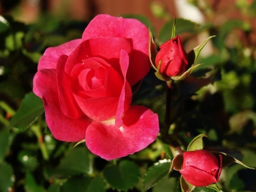 Róże mają kilka głównych typów (róże wielokwiatowe,...