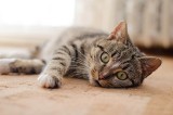 Zduńska Wola: znęcał się nad 4-miesięcznym kotkiem. Prokurator zastosował dozór policyjny i zakaz posiadania zwierząt
