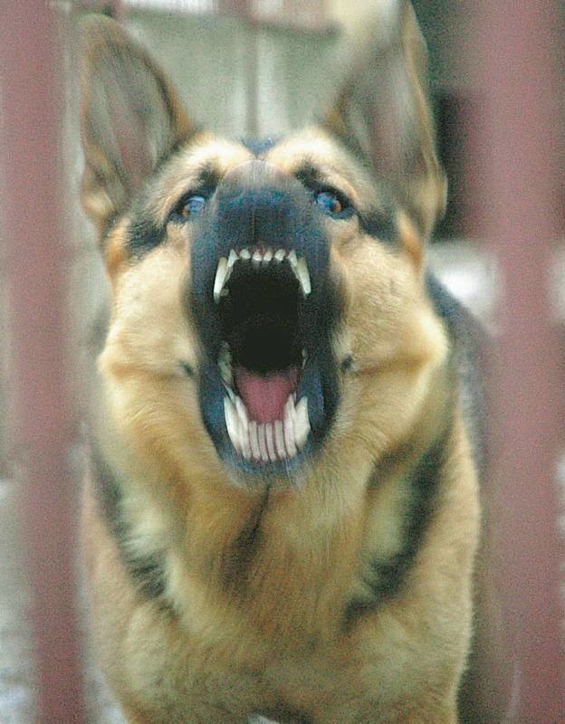 Psy puszczone bez kagańca błąkają się po osiedlach i mogą zaatakować każdego.