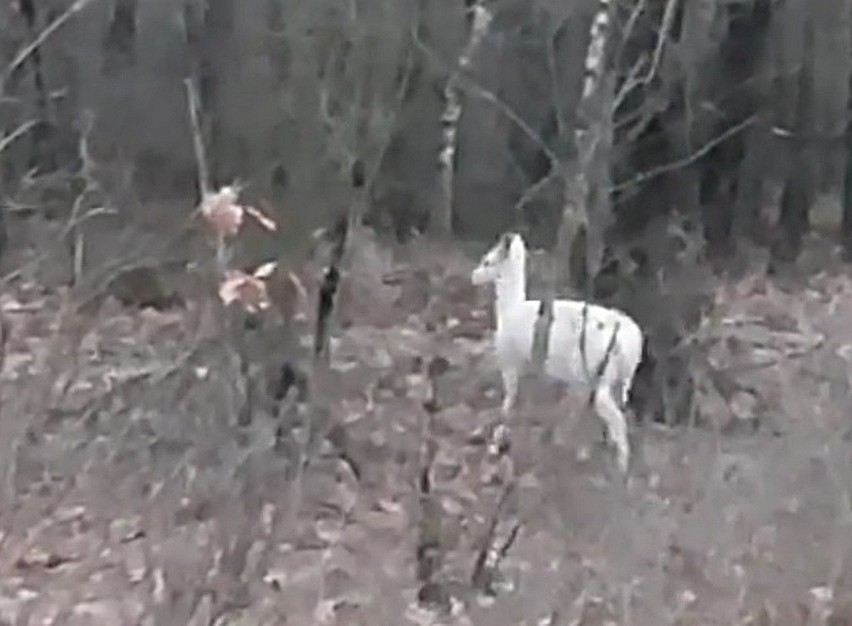 Niesamowite! Sarna albinos w dolnośląskim lesie (ZDJĘCIA)