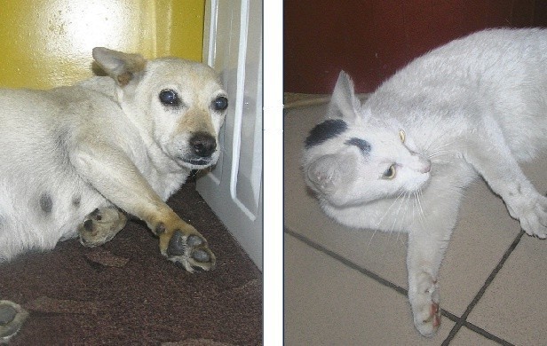 Wyrzucone z samochodu pies i kotka czekają na dom 