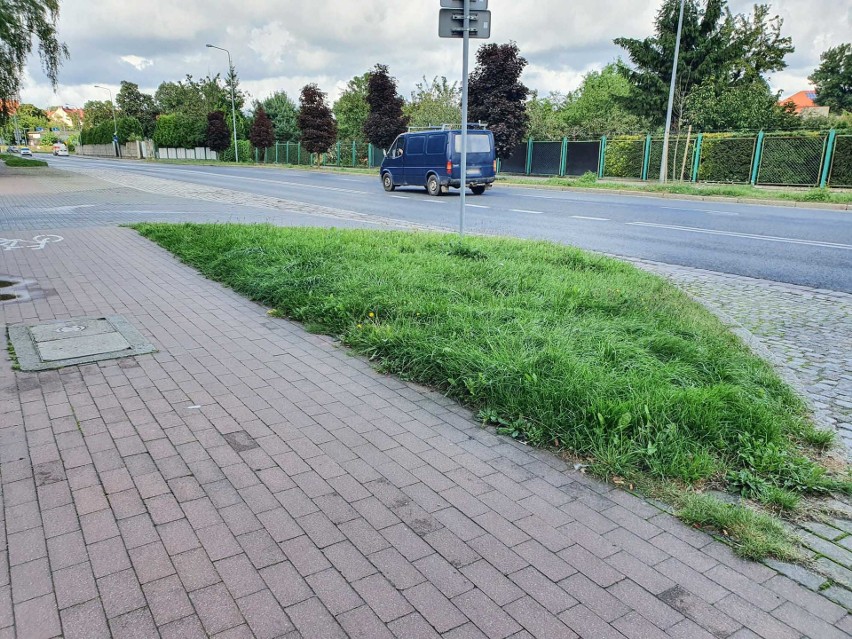 Trawniki deszczowe w Słupsku. Taką nowatorską koncepcję na zatrzymanie wody w mieście mają władze Słupska