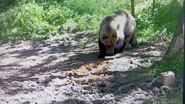 To kolejny sygnał o niedźwiedziach w regionie. Miesiąc temu udało się uchwycić przez fotopułapkę pojedynczego osobnika w lesie pod Tarnowem