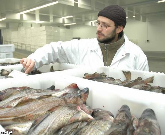 Ryby zmagazynowane w usteckiej Aukcji Rybnej.