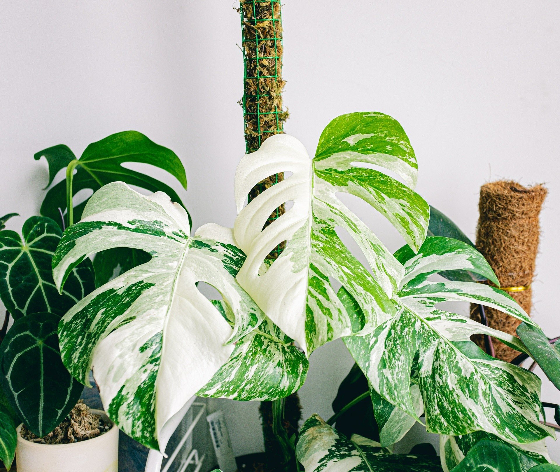 philodendron green princess größe ‘Green Princess’ Philodendron 6