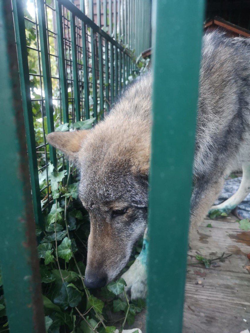Weterynarz Piotr Burliński z Bytowa walczy o życie młodego wilka. Zwierzę zostało potrącone (zdjęcia i wideo)