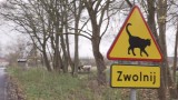 "Koty na drodze. Zwolnij" - nowe znaki także w Toruniu? 