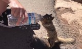 Spragniona wiewiórka pije ... wodę z butelki [wideo]
