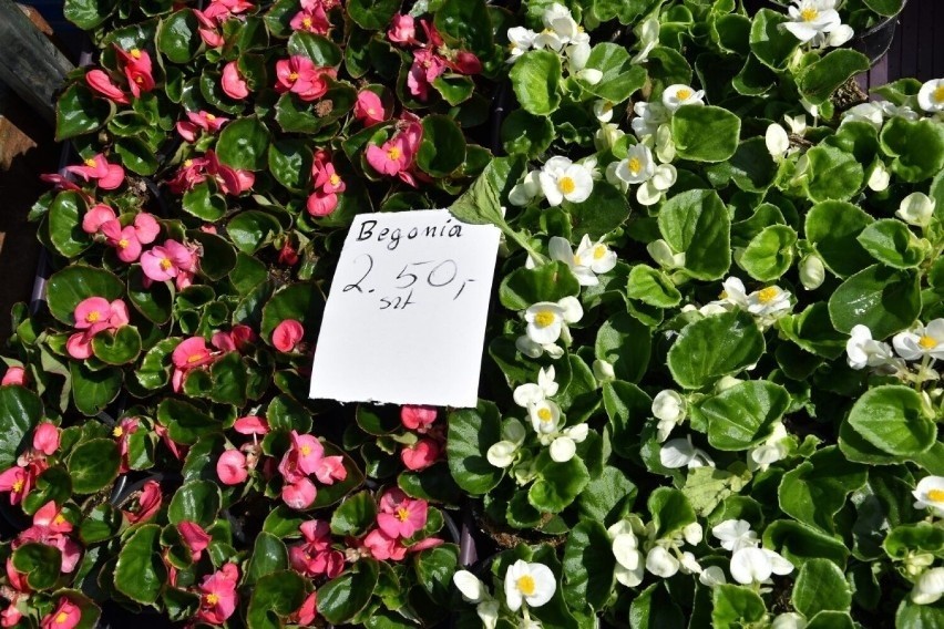 Ceny kwiatów na targowisku w Kościerzynie. Zobaczcie ile kosztują pelargonie, surfinie, begonie czy werbeny