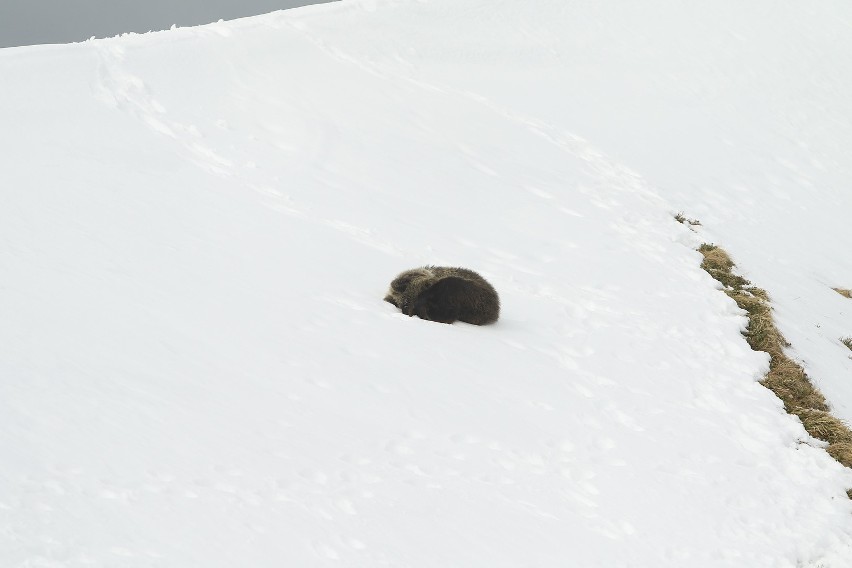 Młody niedźwiedź w rejonie Kasprowego Wierchu.