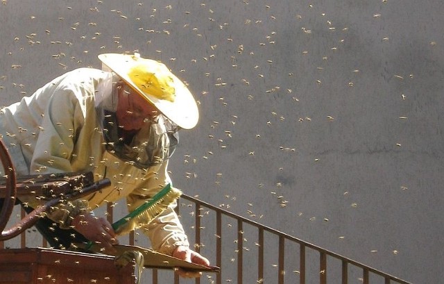 Pszczelarz usunął rój pszczół sprzed szpitala przy ul. Ciepłej w Białymstoku