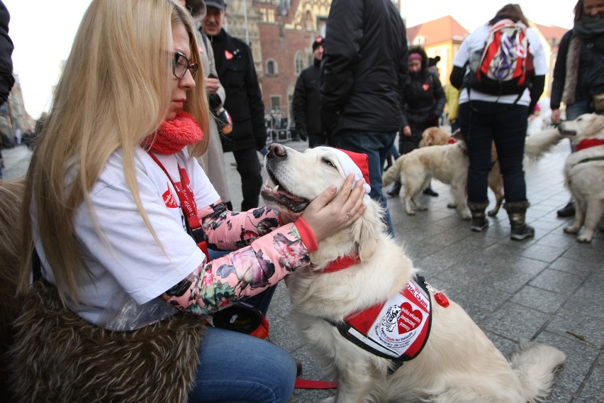 24. Finał WOŚP we Wrocławiu. Kwestują właściciele psów rasy...