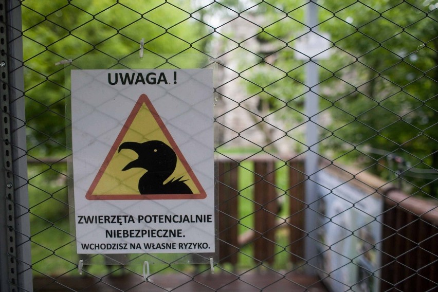 Po ataku sępa w łódzkim zoo - wstęp do ptaków wzbroniony