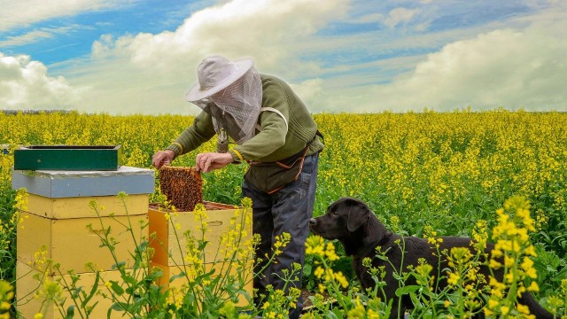 Rzepak jest jednym z ulubionych pożytków pszczelich. Z hektara pszczoły mogą wyprodukować od 80 do 300 kg miodu.
