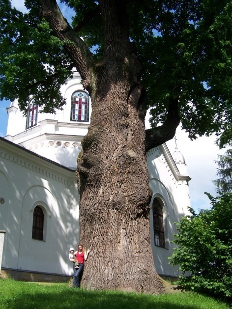 Dąb Poganin...