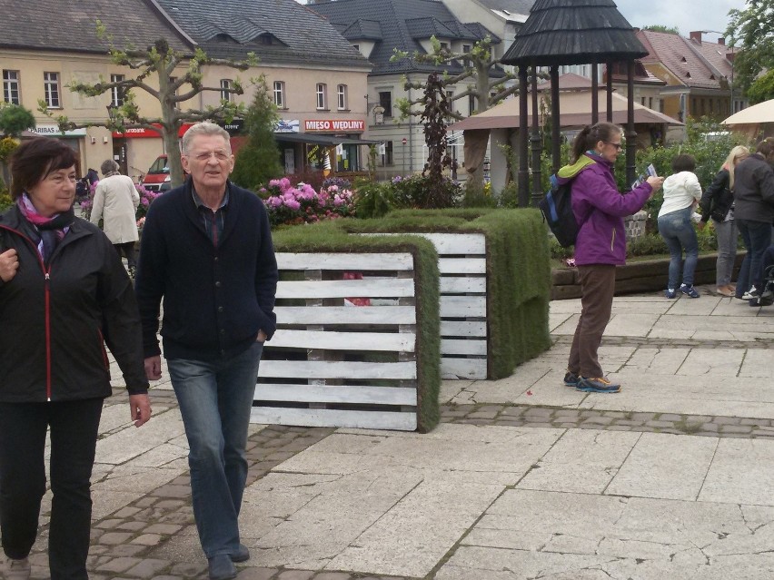 Rynek w Pszczynie na Daisy Days zmienił się w ogród