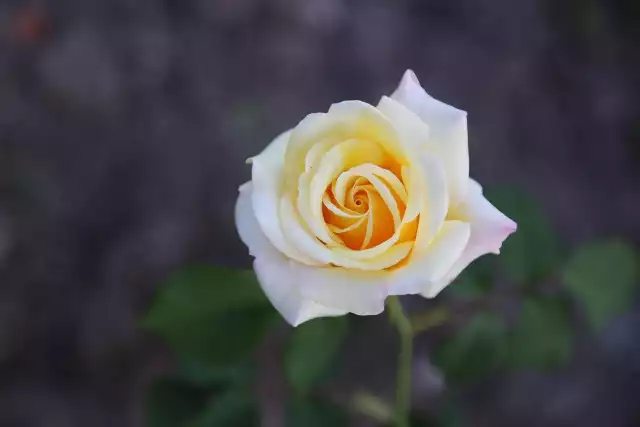 Białe róże oznaczają czystość, świeżość. To symbol miłości i piękna