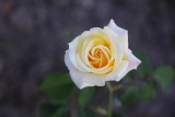 Biała róża – dla kogo i kiedy warto ją kupić? Co symbolizują białe róże?