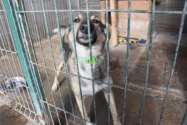 Zielona Góra, luty 2019, psy ze schroniska dla bezdomnych zwierząt czekają na adopcję.