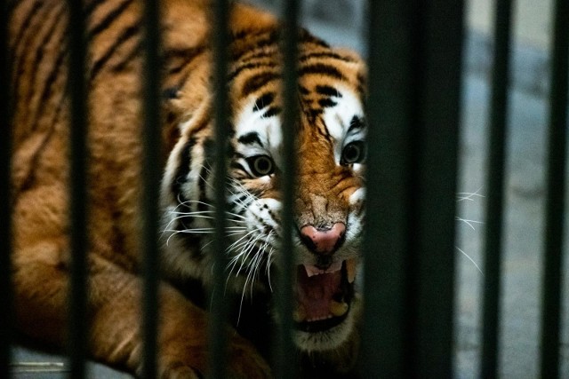 W nocy z 30 na 31 października do poznańskiego ogrodu zoologicznego trafiło siedem z dziewięciu tygrysów, które przeżyły dramatyczny transport z Włoch wgłąb Rosji. Dwa inne przetransportowano do prywatnego zoo w Człuchowie. 