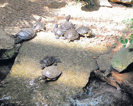 Żółwie lubią wylegiwać się w słońcu, a gdy go nie ma - pod lampami.
