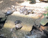 Ryby i żółwie w Palmiarni. Niedługo zagrają świerszcze