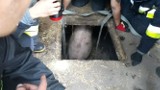 Sucha Wieś. Trzystukilogramowa świnia wpadła do gnojowicy. Na pomoc ruszyli strażacy (zdjęcia)