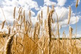 Jak Agencja Restrukturyzacji i Modernizacji Rolnictwa pomaga rolnikom w walce z suszą? Wypłaca im za straty poniesione w 2019 roku