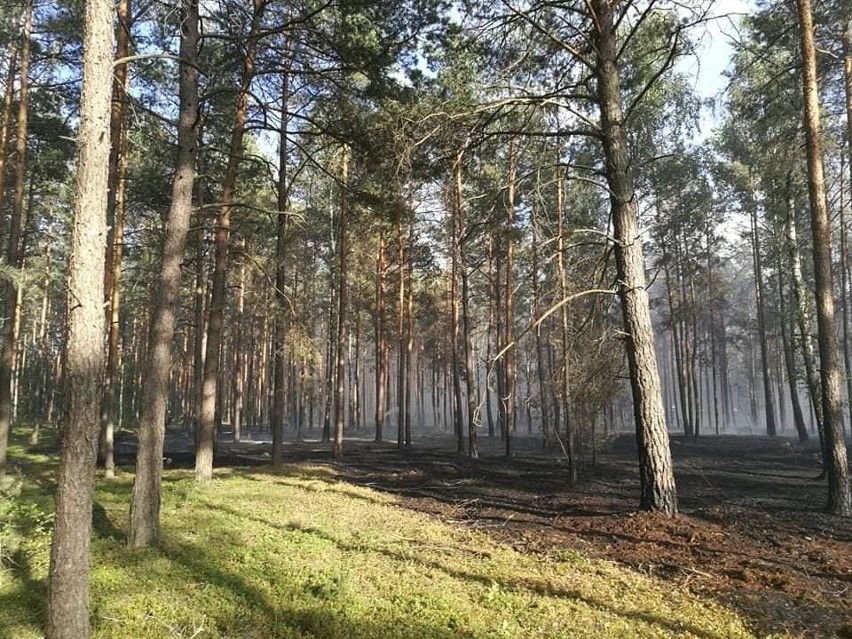 Pożar lasu w Kwiatkowie gm. Chorzele 02.07.2019. Spłonęło 3,5 hektara