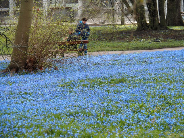 Kwitną cebulice i śnieżniki, na masową skalę w parku im. Klepacza.