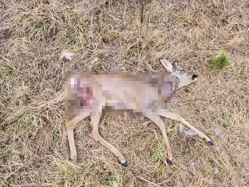 Rozwścieczone psy rozszarpały sarnę w Szewcach, w gminie Nowiny. Niektóre części ciała zwierzęcia zostały odgryzione! DRASTYCZNE ZDJĘCIA